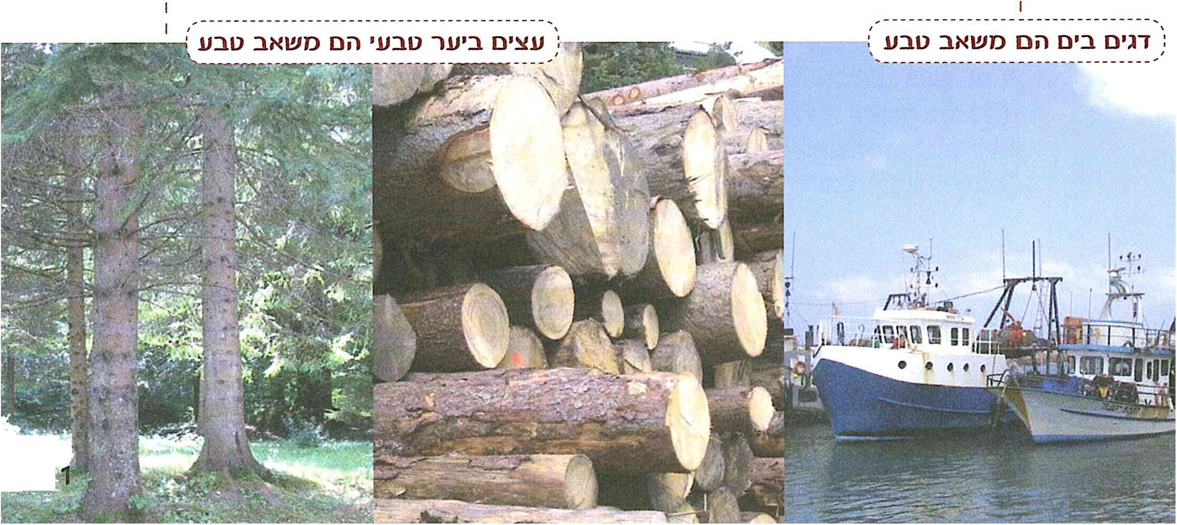 (בספר תמונות)